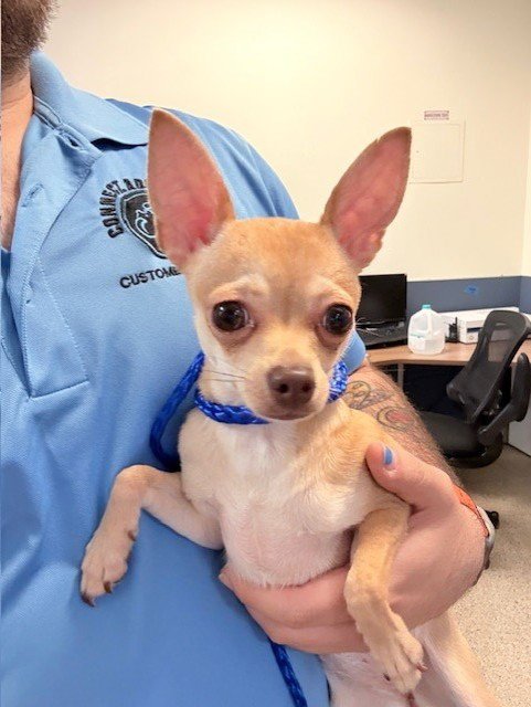 ABBY - Chihuahua available for adoption