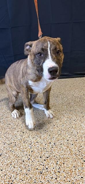 BEANNY - American Bulldog available for adoption