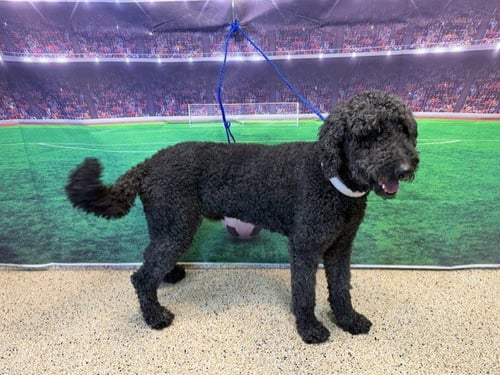 ARCHER - Poodle (Standard) available for adoption