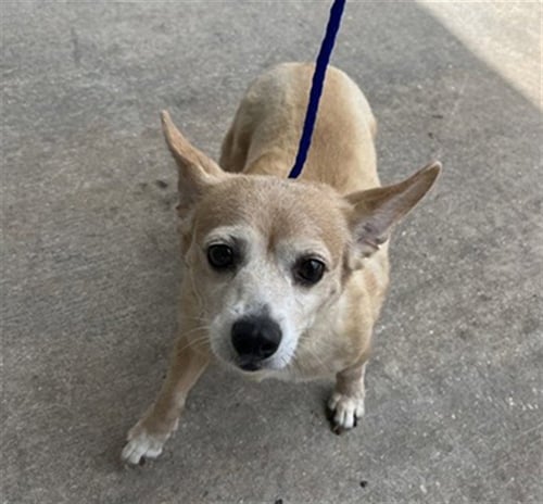 KIRA - Chihuahua available for adoption