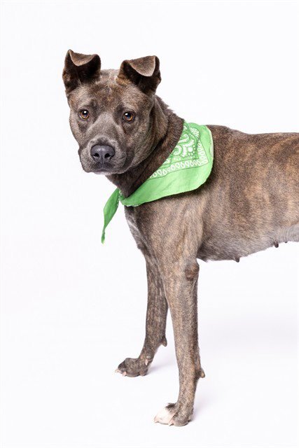 KELLY - American Staffordshire Terrier available for adoption