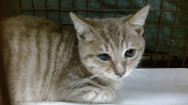 ASHE - Domestic Short Hair available for adoption