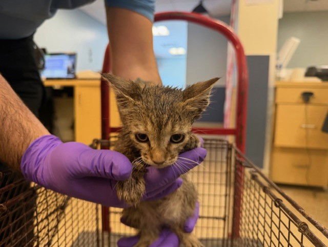 CANDY - Domestic Short Hair available for adoption