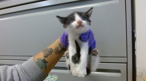 WATERS - Domestic Short Hair available for adoption