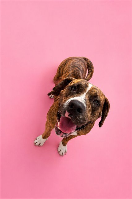 MIA - American Bulldog available for adoption