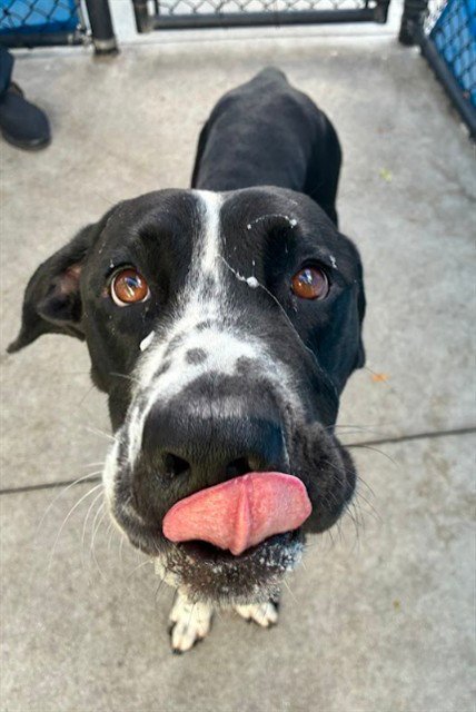 MILKSHAKE - Pointer / Labrador Retriever available for adoption