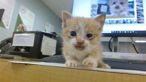 SIMBA - Domestic Short Hair available for adoption