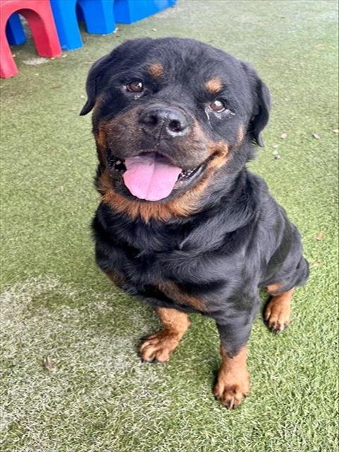 SAMMY - Rottweiler available for adoption