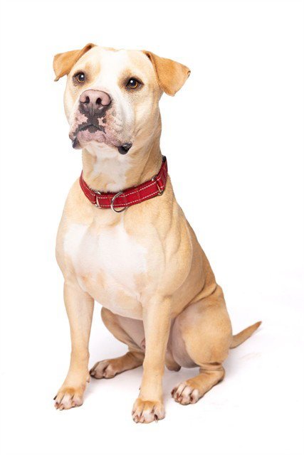 COLBY - American Bulldog available for adoption