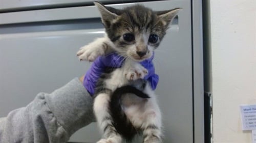 TILLY - Domestic Short Hair available for adoption