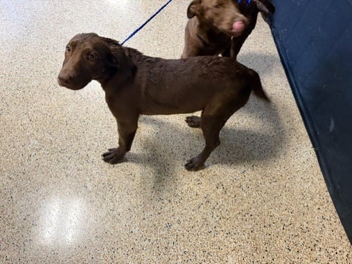 SONIA - Labrador Retriever available for adoption