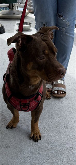 BEAR - American Bulldog available for adoption