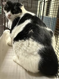 ZORRO - Photo 1
