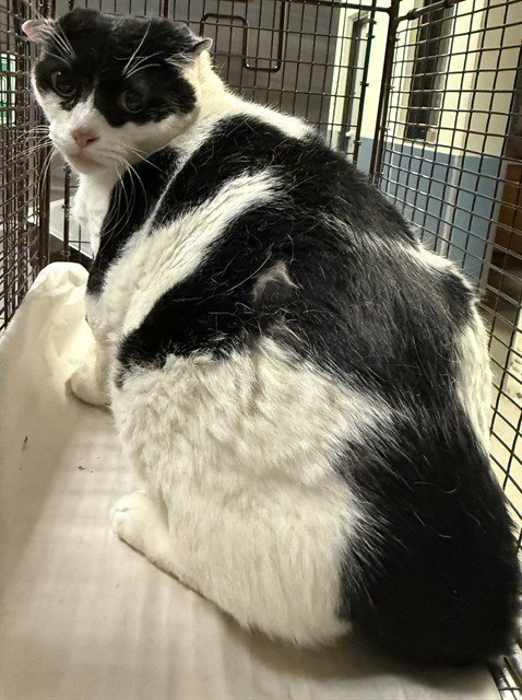 ZORRO - Domestic Short Hair available for adoption