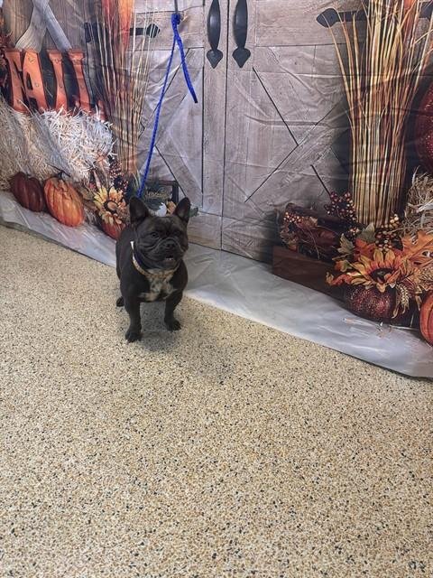 LUNA - French Bulldog available for adoption