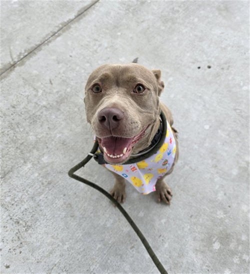 KORRA - American Bulldog for adoption in Miami