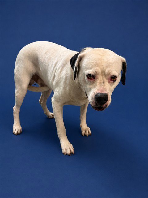 ESNOOPY - American Bulldog available for adoption