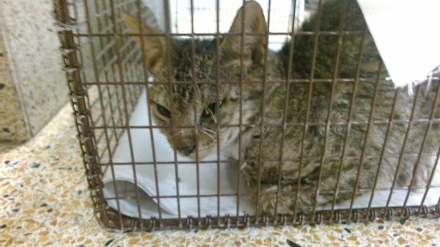 SUKI - Domestic Short Hair available for adoption