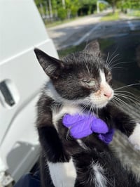 OREO - Photo 1