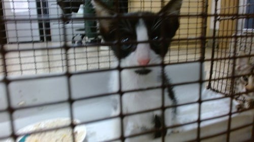 THOR - Domestic Short Hair available for adoption