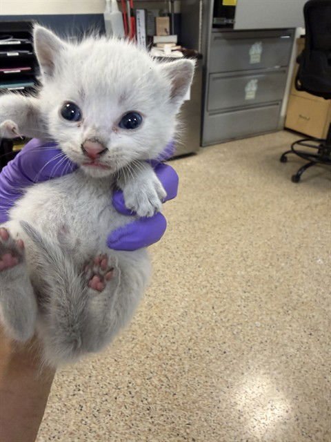 APOLLO - Domestic Short Hair available for adoption