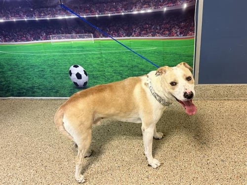 WATSON - Labrador Retriever available for adoption