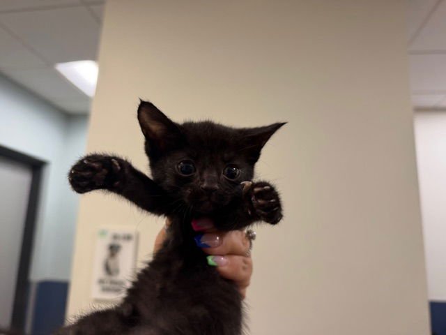 BINKY - Domestic Short Hair available for adoption