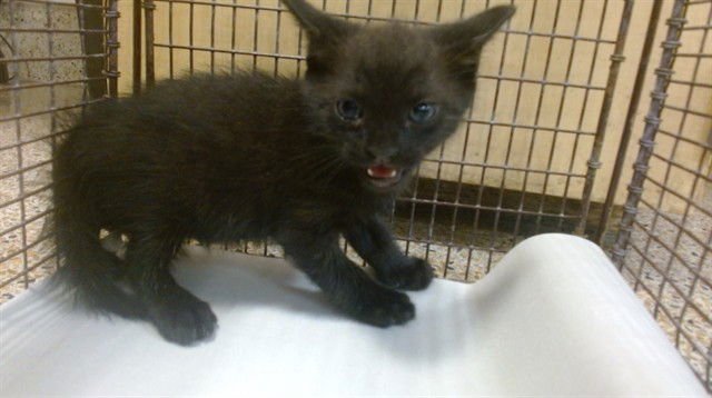 BAGHEERA - Domestic Short Hair available for adoption