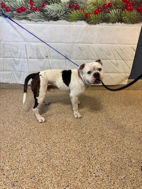 CASPER - Bulldog available for adoption