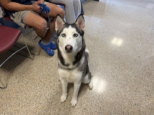 YUKI - Siberian Husky available for adoption