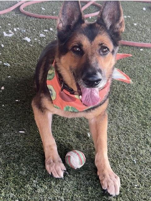 ABBY - German Shepherd Dog available for adoption