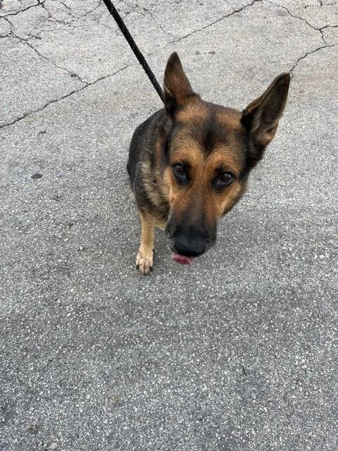 ABBY - German Shepherd Dog available for adoption