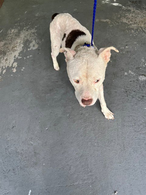 HYDRO - American Bulldog available for adoption
