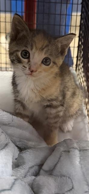 XIOMARA - Domestic Short Hair available for adoption