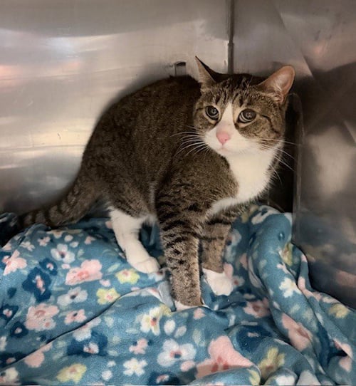 BLOSSOM - Domestic Short Hair available for adoption