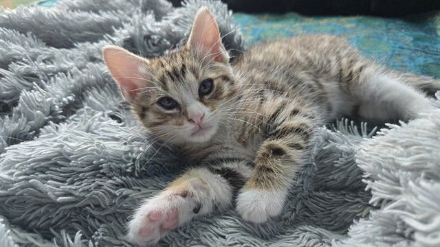 BECKA - Domestic Short Hair available for adoption