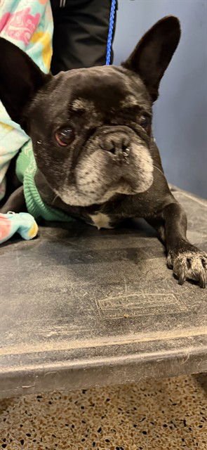 TANK - French Bulldog available for adoption
