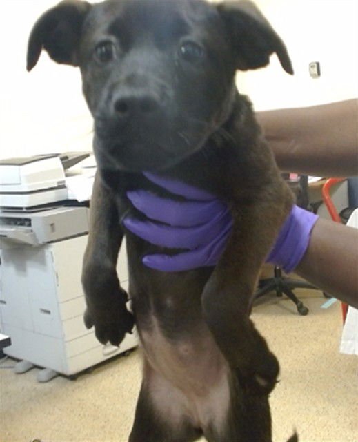 ARIEL - Pit Bull Terrier available for adoption