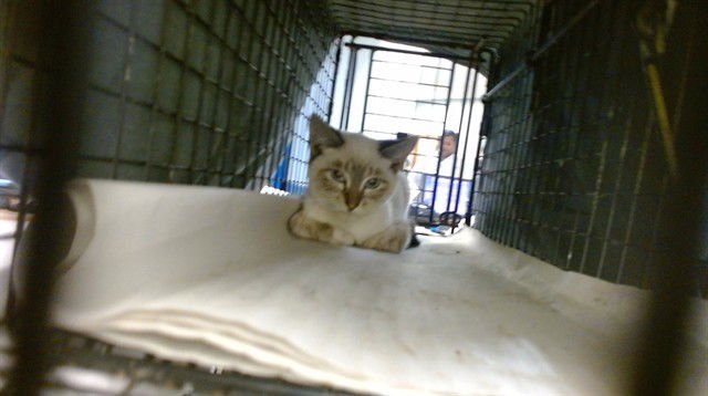 BRYAN - Siamese available for adoption