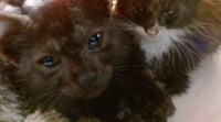 RINKY - Photo 1