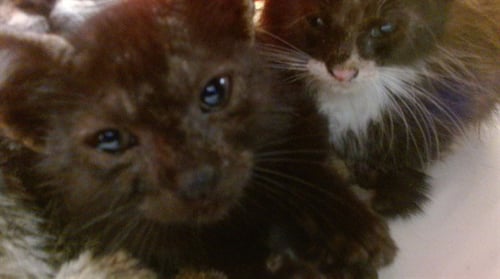 RINKY - Domestic Short Hair available for adoption
