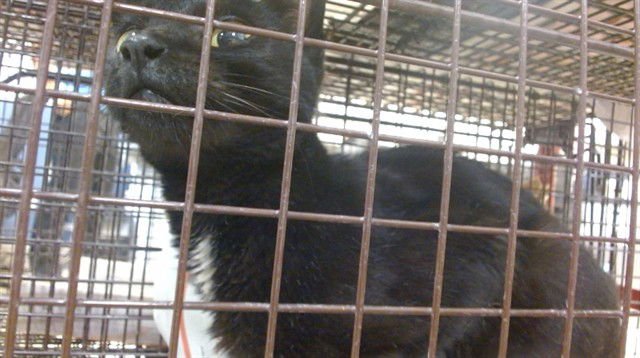 TOMMY - Domestic Short Hair available for adoption