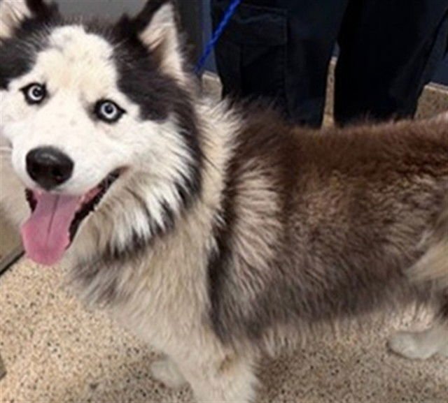 TOBY - Siberian Husky available for adoption