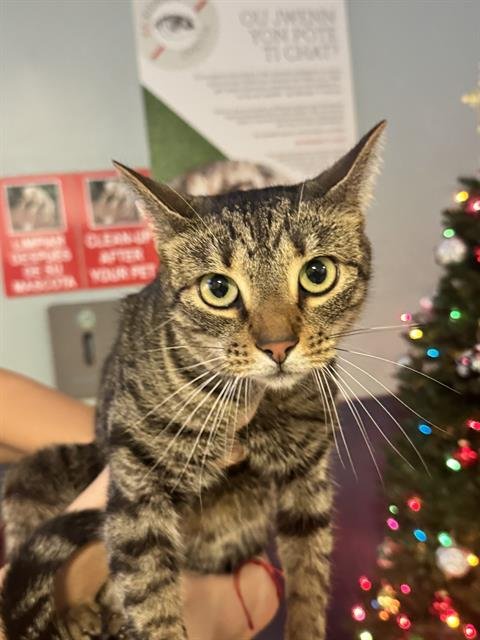 NALA - Domestic Short Hair for adoption in Hialeah