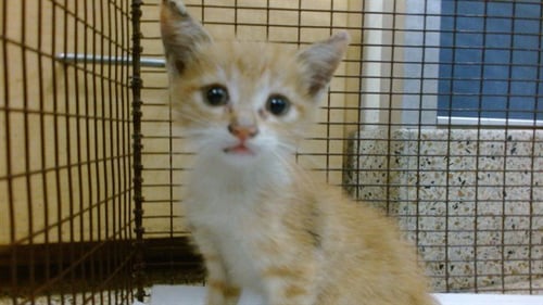 TERRA - Domestic Short Hair available for adoption