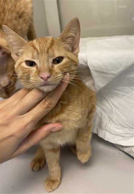BINX - Domestic Short Hair available for adoption
