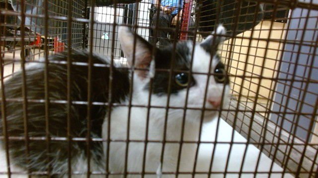 JU JU BEAN - Domestic Short Hair available for adoption