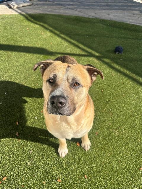 SULLY - German Shepherd Dog available for adoption