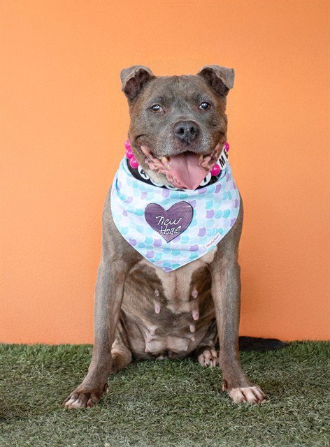 KIMCHI - American Bulldog available for adoption