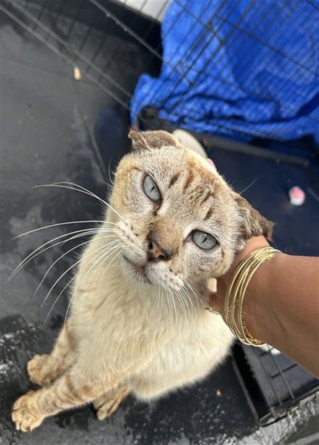 KITTY - Domestic Short Hair available for adoption